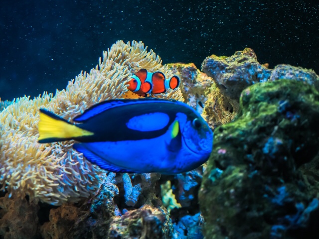 海水魚について アーカイブ - AQUA infinity 関西の水槽専門店